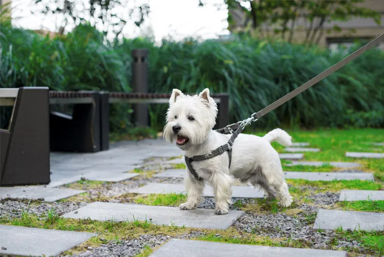Bowl and Bone Active Grey Dog Harness