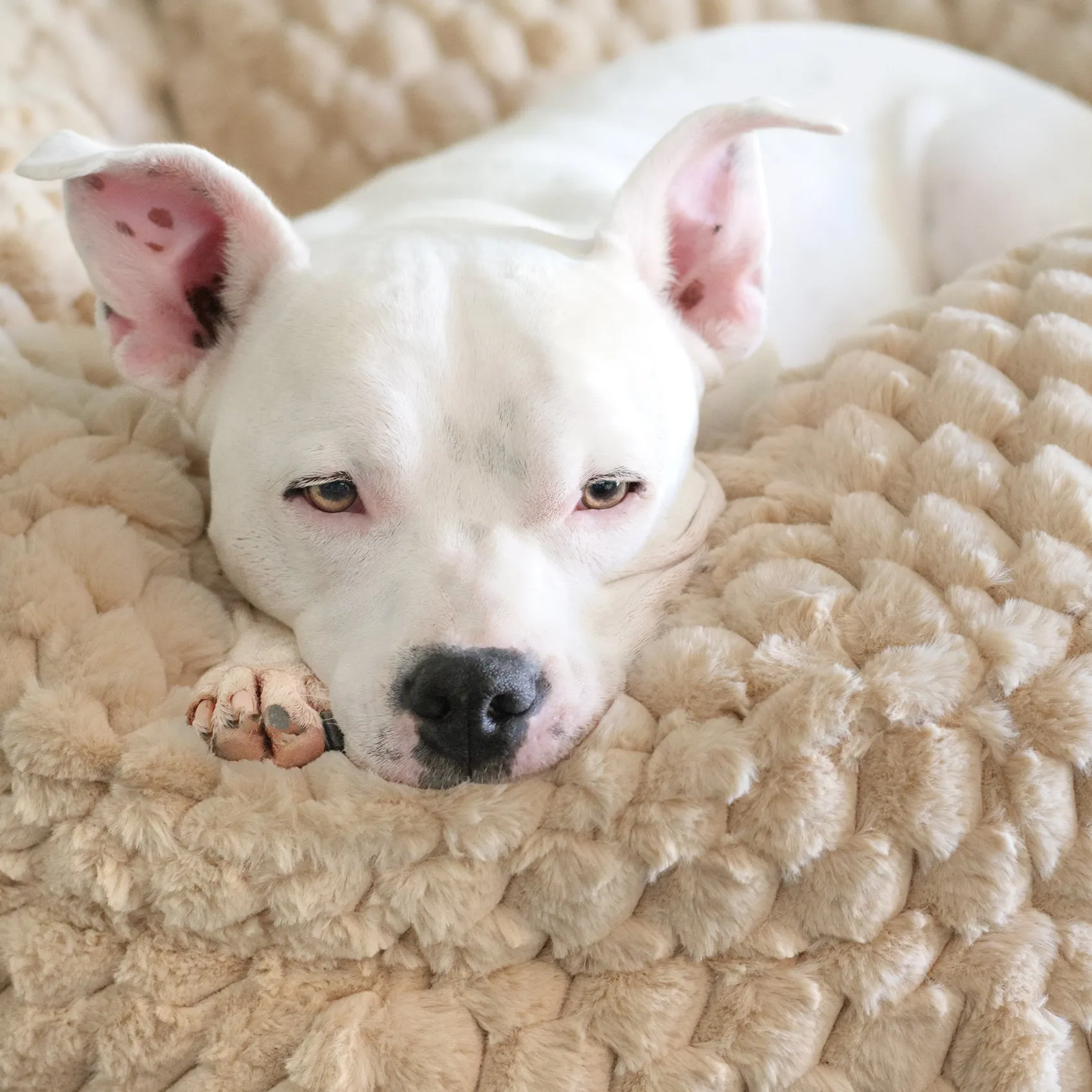 New: Katie Puff® Encore Companion-Pedic® Ortho Lounger Orthopedic Luxury Dog Bed