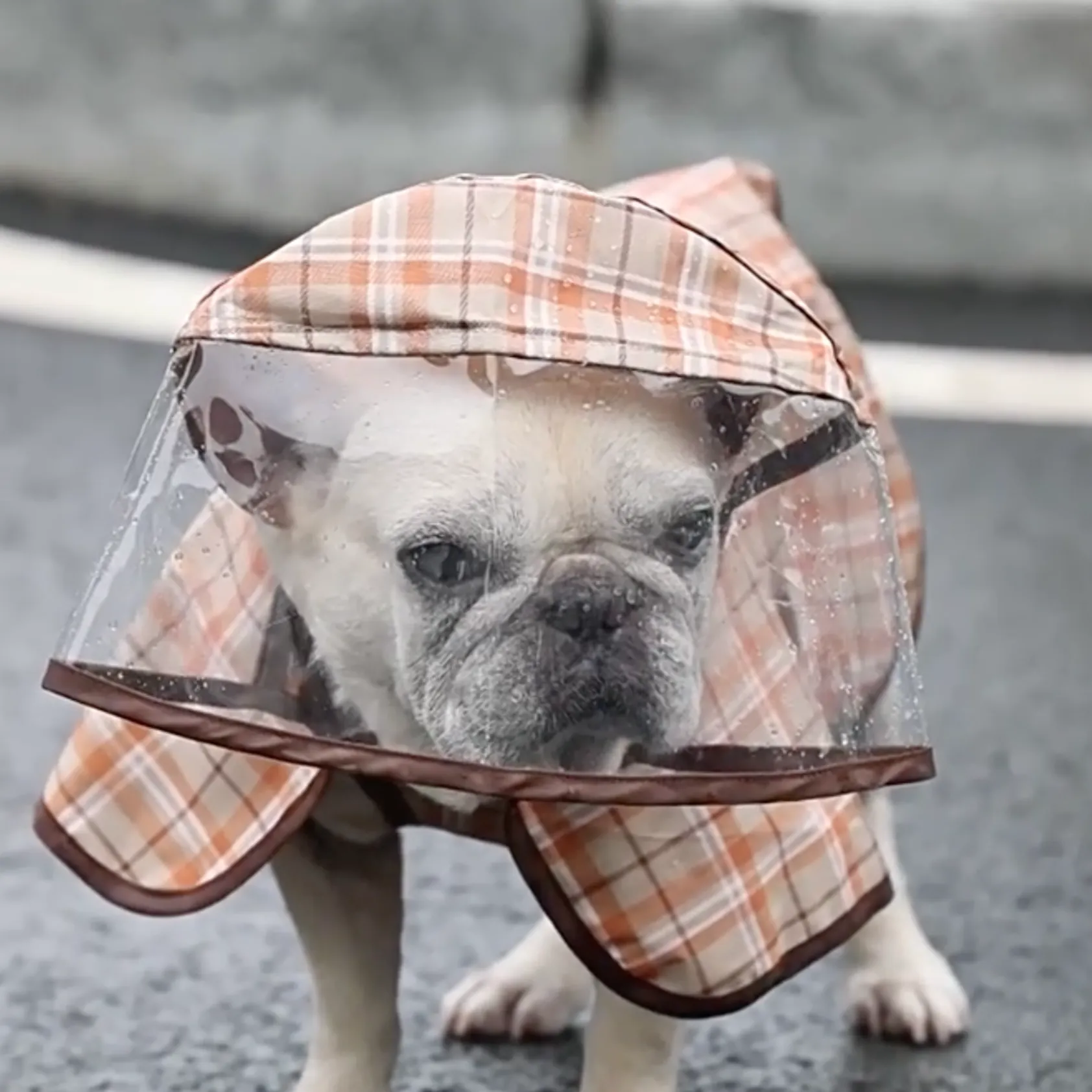 PawDry Premium Frenchie Rain Jacket